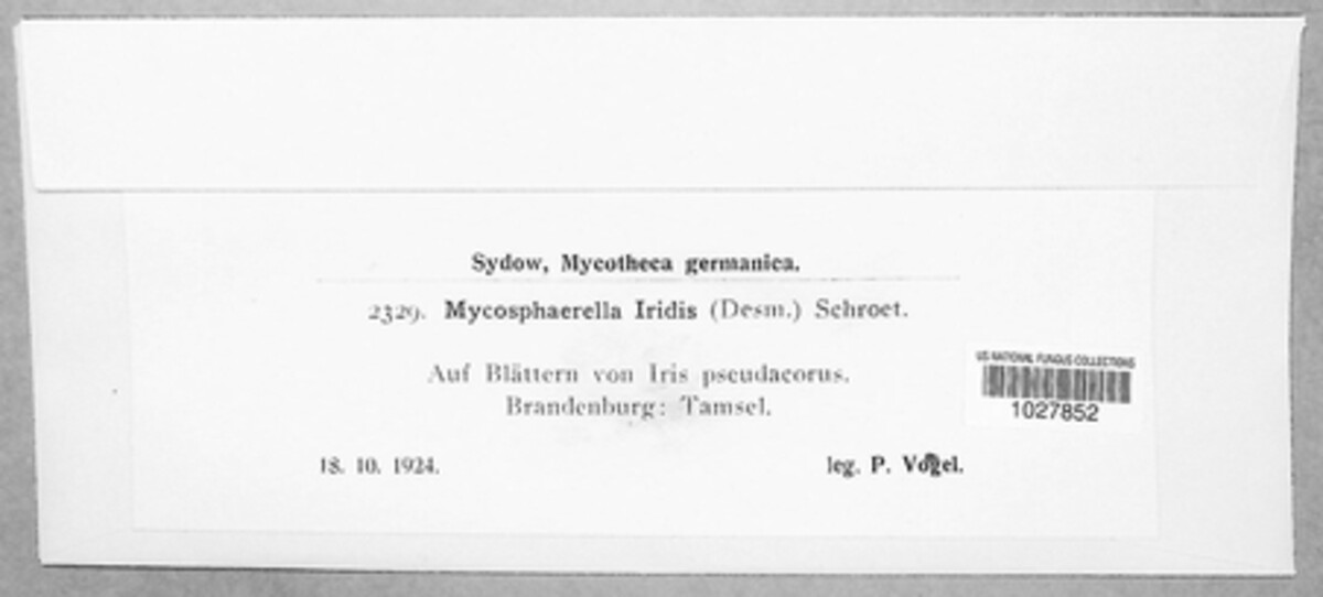 Rachicladosporium iridis image